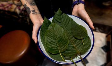 A Bangkok, la mode du kratom, alternative aux boissons alcoolisées