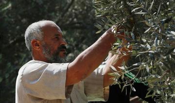 Les Palestiniens défendent leurs oliviers alors que les agressions des colons s’intensifient