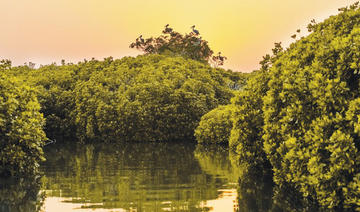 Le rôle des mangroves d'Arabie saoudite dans la lutte contre le changement climatique