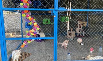 Le sanctuaire animalier d'Islamabad lance un programme de capture et de libération de chiens errants