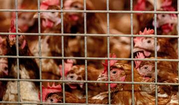 Grippe aviaire: un premier foyer en élevage détecté dans le nord de la France