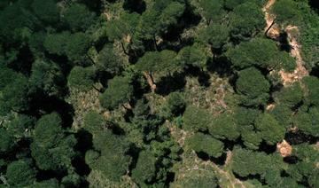 Séquestration de carbone: le Congo va planter 40 000 hectares de forêts