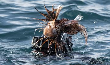 Poisson-lion: vedette des aquariums mais terreur des mers à combattre 