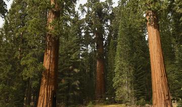 Des milliers de séquoias géants détruits par les feux de forêts en Californie