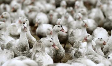 Grippe aviaire: niveau de risque «élevé» en France, les volailles confinées