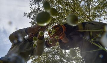 L'«élixir» de Hakim Alilèche, une huile d'olive bio primée à l'international
