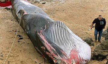 Une baleine de 19 mètres s'échoue dans le nord de la France