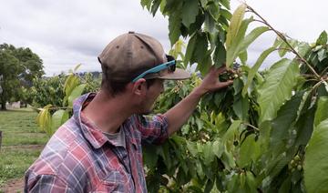 Les fruiticulteurs australiens face au casse-tête de la récolte