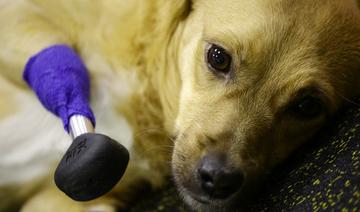 Un vétérinaire russe pose quatre pattes artificielles à une chienne martyrisée