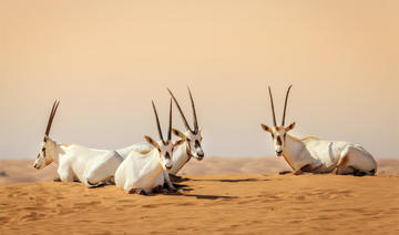 L'oryx arabe retourne dans le désert de l'Arabie saoudite