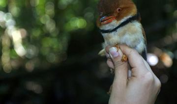 A cause du réchauffement climatique, des oiseaux d'Amazonie rapetissent
