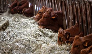 Viande et produits laitiers: un rapport dénonce le «greenwashing» de géants européens