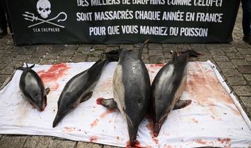 Deux ONG attaquent l'Etat devant le Conseil d'Etat pour mieux protéger les dauphins