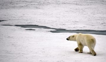 Une scène de chasse atypique interroge sur le menu des ours polaires