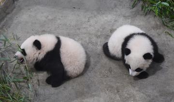 Première présentation au public des bébés pandas du zoo français de Beauval
