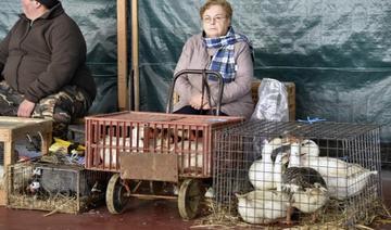 En un mois, 600 000 volailles abattues pour enrayer la grippe aviaire