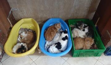 Un groupe de sauvetage d’animaux trouve des foyers chaleureux à l’étranger pour les chats et les chiens errants de Syrie 