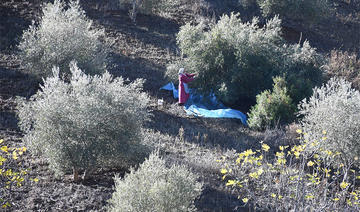 Oléiculture: L’initiative Al Moutmir atteint ses objectifs à Chefchaouen