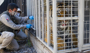 Covid: vaccination expérimentale dans un zoo de Santiago du Chili