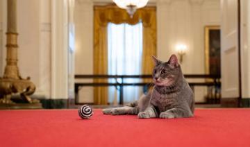 « First Cat of the United States »:les Biden accueillent Willow à la Maison Blanche
