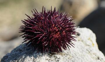 Un pêcheur sous-marin interpellé avec près de mille oursins près de Marseille 