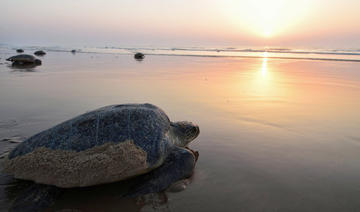 L'Arabie saoudite protège les tortues menacées grâce à des programmes de sauvetage 