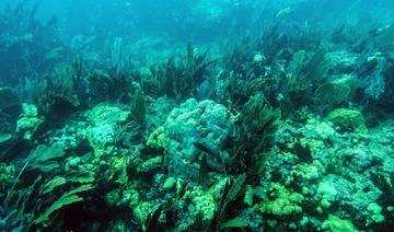 Climat: les coraux quasi certainement condamnés, selon une étude 