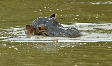 Colombie: les hippos d'Escobar décrétés « invasifs », la chasse bientôt ouverte?