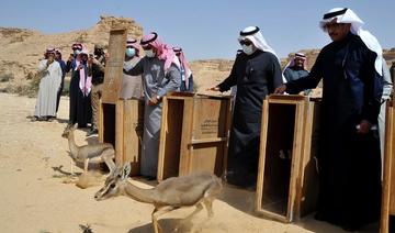 Le Centre pour la faune sauvage relâche vingt-deux  espèces menacées dans une zone saoudienne protégée 