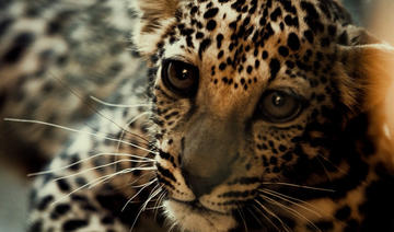 Comment le léopard d'Arabie, en voie d’extinction, est rendu à la vie sauvage en Arabie saoudite