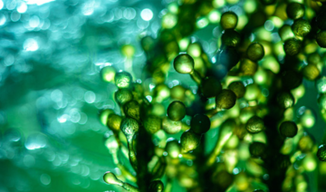 Les algues, l’avenir de l’industrie de la pêche en Arabie Saoudite