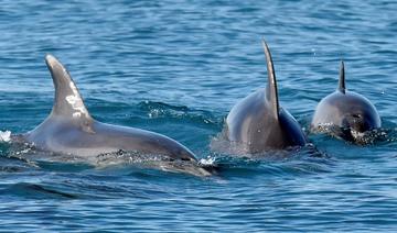 En Méditerranée, dauphins et oiseaux à l'ombre des futures éoliennes géantes