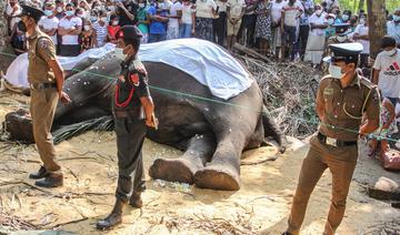 Sri Lanka: l'éléphant le plus sacré du pays est mort à 68 ans