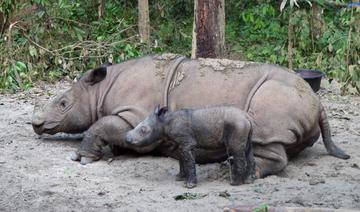 Rare naissance d'un rhinocéros de Sumatra dans une réserve indonésienne