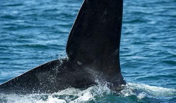 Dans l'Atlantique, des scientifiques au chevet des baleines noires