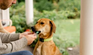 Aux Etats-Unis, même les chiens ont leur test ADN