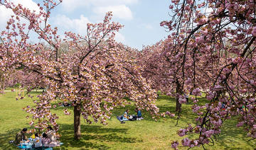 Célébrez les cerisiers en fleurs du 1er au 30 avril dans le parc de Sceaux !