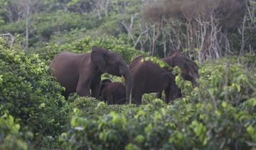 Le combat du Gabon pour préserver sa faune