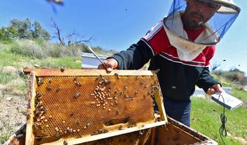 En Tunisie, des «ruches intelligentes» pour sauver les abeilles