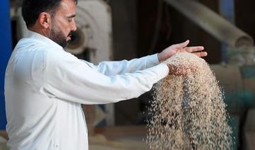 Roi de la table en Irak, le riz ambre menacé par la sécheresse