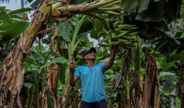 Maladies, stérilité, impunité: le legs d'un pesticide au Nicaragua