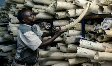 Le Zimbabwe demande le soutien des Européens pour la vente de son stock d'ivoire  