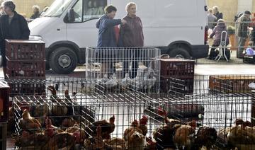 Grippe aviaire: 16 millions de volailles abattues en France mais l'épizootie décroît