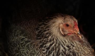 Grippe aviaire: l'expérimentation de la vaccination des palmipèdes va débuter
