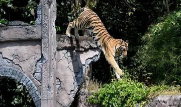 La Tanzanie lève l'interdiction d'exporter des animaux sauvages