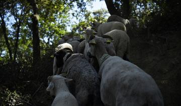 Maroc: Une application mobile pour acheter son mouton en ligne avant l’Aïd