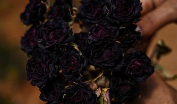 Noires et vertes, les mystères des roses turques sauvées des eaux