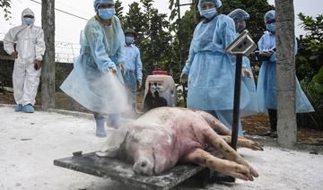 Le Vietnam annonce avoir mis au point un vaccin contre la peste porcine africaine, une première mondiale