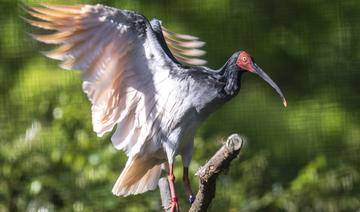 Le toki, l'ibis nippon, renaît de ses cendres au Japon