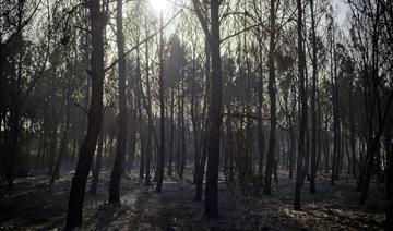 L'incendie dans un camp militaire du sud de la France maîtrisé, 1 800 hectares brûlés